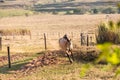 American Quarter Horse buckskin Stallion Royalty Free Stock Photo