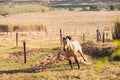 American Quarter Horse buckskin Stallion Royalty Free Stock Photo