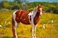 American quarter horse close up view,mustang  horse standing on ground,American paint horse ,top view of beautiful horse Royalty Free Stock Photo