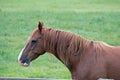 An American Quarter Horse in a Pasture Royalty Free Stock Photo