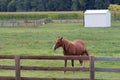 An American Quarter Horse in a Pasture Royalty Free Stock Photo