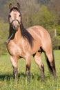 American Quarter horse posing stallion