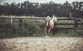 American Quarter Horse running free on a meadow