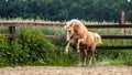 American Quarter Horse running free on a meadow