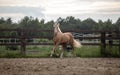 American Quarter Horse running free on a meadow