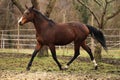 american quarter horse stallion Royalty Free Stock Photo