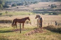 American Quarter Horses in the farm Royalty Free Stock Photo