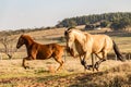 American Quarter Horses running