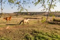 American Quarter Horses running