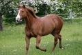 American Quarterhorse