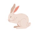 American rabbit with long ears. Cute bunny of beveren breed. Domestic animal washing itself. Adorable coney pet