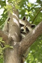 American Raccoon Hugging a Tree Royalty Free Stock Photo