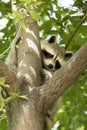 Cute American Raccoon Embracing a Tree Royalty Free Stock Photo