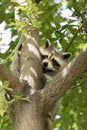 Cute American Raccoon Hugging a Tree Royalty Free Stock Photo