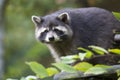 American raccoon, Procyon lotor, on the tree Royalty Free Stock Photo