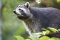 American raccoon, Procyon lotor, on the tree Royalty Free Stock Photo