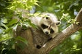 American Raccoon in a Tree Royalty Free Stock Photo