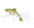 American rainbow trout jumps over the weir Royalty Free Stock Photo
