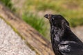 American Raven, Common Raven