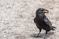 American Raven, Common Raven