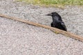 American Raven, Common Raven