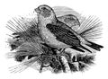 American Red Crossbill vintage illustration