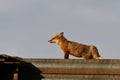 An American Red Fox stretching Royalty Free Stock Photo