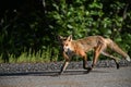 American Red Fox trots down the side of a road carrying a red squirrel