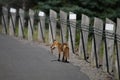 American Red Fox trots down the side of a road carrying a red squirrel