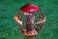 American Red House Finch birds inside a squirrel proof bird feeder, filled with sunflower and wild seeds
