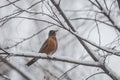 American Red Robin on a snowy day Royalty Free Stock Photo