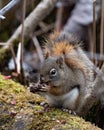 American red squirrel Royalty Free Stock Photo