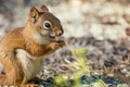 American Red Squirrel appears to be smiling as he enjoys a snack Royalty Free Stock Photo