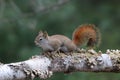 American Red Squirrel on a Birch Tree branch Royalty Free Stock Photo