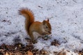 American Red Squirrel eating a seed from the ground during late winter with dirty snow. Selective focus, Royalty Free Stock Photo