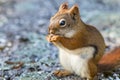 American Red Squirrel enjoys a snack Royalty Free Stock Photo