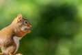 American Red Squirrel enjoys a snack, side view, room for text Royalty Free Stock Photo