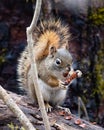 American red squirrel feeding Royalty Free Stock Photo