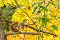 American Red Squirrel eating