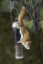 American Red Squirrel hanging from feeder