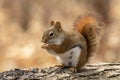 American red squirrel Tamiasciurus hudsonicus