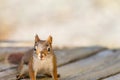 American Red Squirrel poses on a wood plank deck, front view Royalty Free Stock Photo