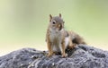 American red squirrel on rock with sunflower seeds Royalty Free Stock Photo