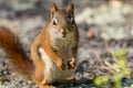 American Red Squirrel stands tall and smiles for the camera Royalty Free Stock Photo