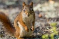 American Red Squirrel stands tall and smiles for the camera