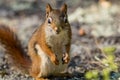 American Red Squirrel stands tall and smiles for the camera Royalty Free Stock Photo