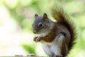 American Red Squirrel eating peanuts