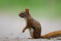 American Red Squirrel Tamiasciurus hudsonicus Royalty Free Stock Photo