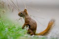 American Red Squirrel Tamiasciurus hudsonicus