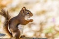 American Red Squirrel appears to be smiling as he enjoys a snack Royalty Free Stock Photo